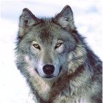 Wolf Club Of Roblox