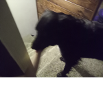 "the dog"