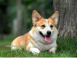 SUP