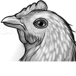Chicken Division