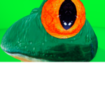 the frog advocates
