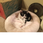 Cats official cat club join if you love cats