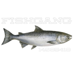 ! FISHGANG