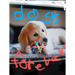 dogz forevers