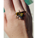 stingger