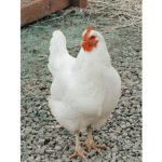 chicken_farm