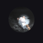 貓貓大皇冠啦可麗