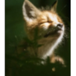 Team des renards
