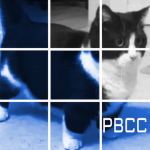 Pinewood Builders Cat Cult