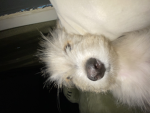 Kodaisnotadog
