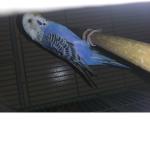Parakeet Group!