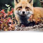 Bugatti foxes