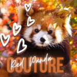 Red Panda Couture