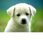 happy life please