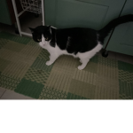 MY CAT REVEAL