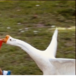 Chickensss.