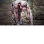 Monkey_Group/Gang