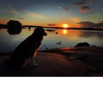 Dog Guys