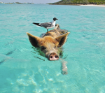 -Bahamas-
