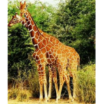 GiraffeGamers