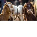 Goat World