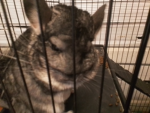 Cute Chinchillas