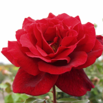 Rose Apparel Homestore
