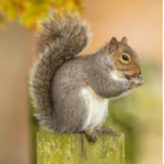 Squirrel Tree Group