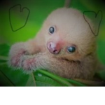 Baby Sloth Studio's