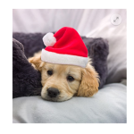 Female and male dogs fact group