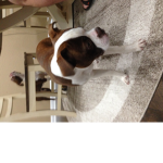 Doggy Love to play
