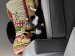 Mexican gangcat