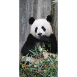 #I LOVE PANDAS