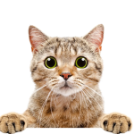 CatNational studios