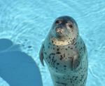 ~+×seals×+~