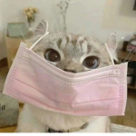 아헤가오