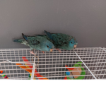 Blueberry flavored bird group