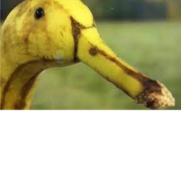 Land of the Ducks