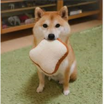 Shibers