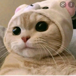 Mexican_Cat