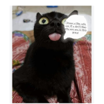 I know you like cats