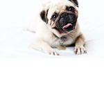 pug angel
