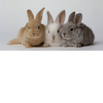 Little Bunny squad UwU
