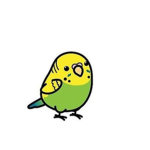 Cutekiwigirl