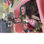 Cat com