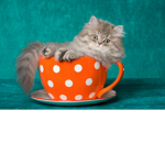 SirLandkitty rolplay fan group