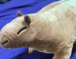 Capybara Inc. For Yt