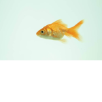 Fishy’s are friends