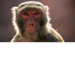 TF2, Gorillas And MONKEYS
