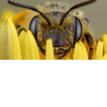 The bees Army